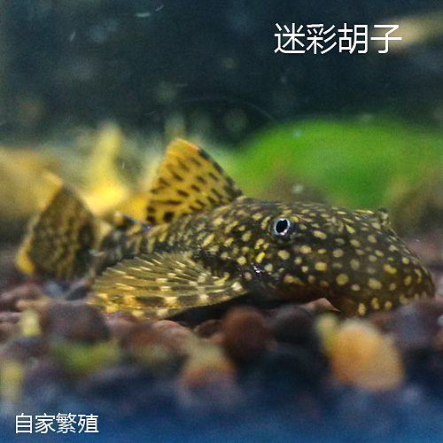 除藻高手 异型 L144 迷彩大胡子 迷彩小胡子 雪花小胡子 观赏鱼在类目 宠物/宠物食品及用品, 水族世界, 鱼中 - 来自Buy2taobao.com提供专业的淘宝代购服务
