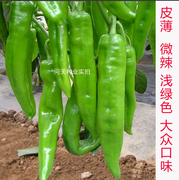 农家辣椒蔬菜太空树辣椒种子苗籽巨型四季寿光春夏秋冬季种植孑