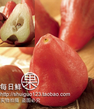 预定 台湾黑珍珠莲雾 新鲜水果 清脆爽口 2斤68元 进口水果