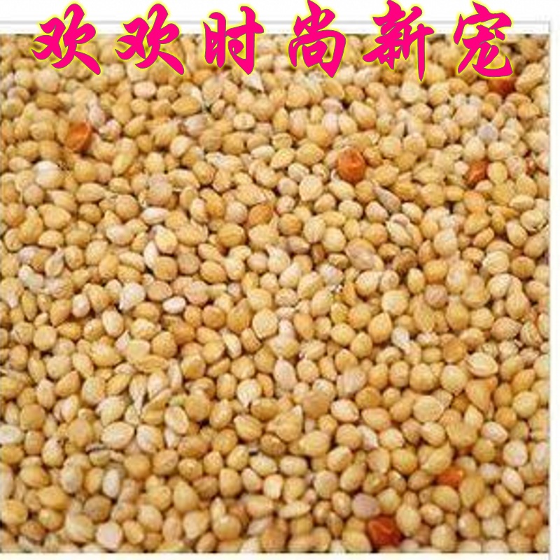 优质带壳小米 /宠物鸟粮 / 新鲜鸟食 /谷子 / 鹦鹉 文鸟粮 250g在类目 宠物/宠物食品及用品, 鸟类及用品, 鸟食中 - 来自Buy2taobao.com提供专业的淘宝代购服务