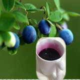 无糖野生蓝莓汁蓝莓，果汁浓缩原汁含花青素4斤135元