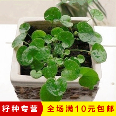 美国进口 马蹄金(别名铜钱草金钱草)包衣种子草坪绿化 50粒