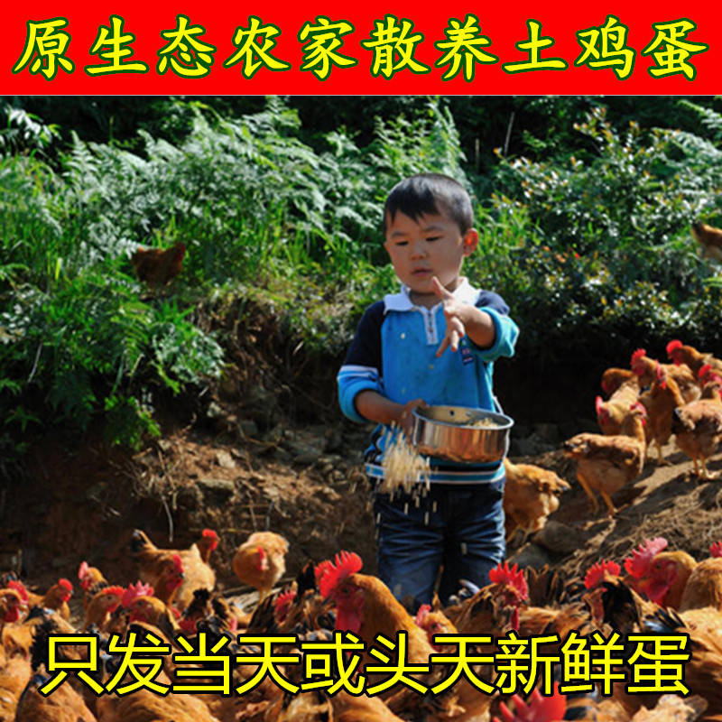 土鸡蛋10个正宗农家散养新鲜农村土鸡蛋 孕妇宝宝月子草鸡在类目 水产肉类/新鲜蔬果/熟食, 蛋/蛋制品, 鲜活蛋类, 鸡蛋中 - 来自Buy2taobao.com提供专业的淘宝代购服务