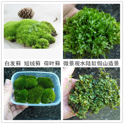 苔藓植物活青苔创意微景观水陆缸假山造景生态瓶DIY材料多肉植物