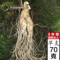 上下架计划:东北长白山 带土鲜人参 8年根 整枝特大 现挖鲜人参 泡酒单支70克