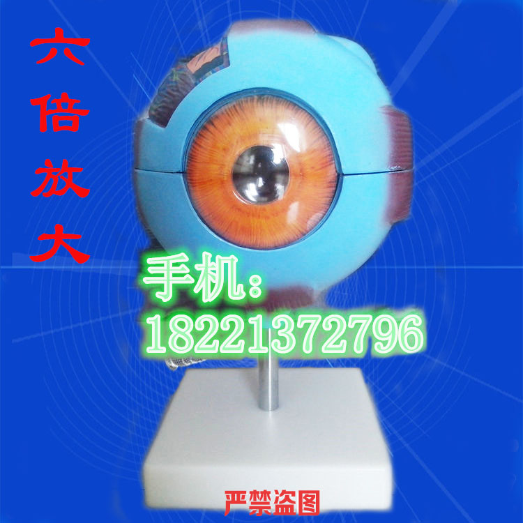 眼球解剖模型人体眼球示教模型眼球眼睛解剖模型6倍放大pvc材质在类目 玩具/童车/益智/积木/模型, 静态模型, 其他模型玩具中 - 来自Buy2taobao.com提供专业的淘宝代购服务