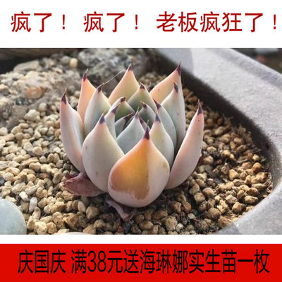 清晰愿意丨蒙恰卡，魔爪，状态很好叶片很美 多肉植物 新手必备