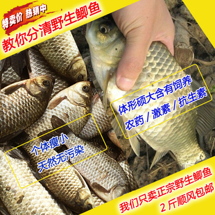 野生鲫鱼淡水野生鱼对河口水库鲜活水产品新鲜鲫鱼炖汤滋补鱼500g