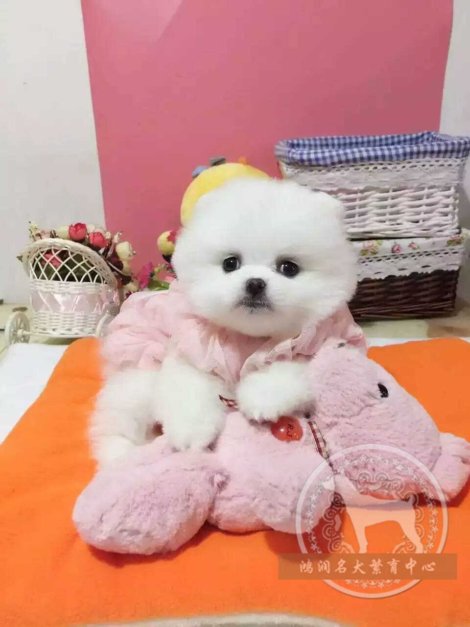 北京俊介博美犬純種幼犬出售白色茶杯超小袖珍犬長不大寵物狗A10在類目 寵物/寵物食品及用品, 狗狗中 - 來自Buy2taobao.com提供專業的淘寶代購服務