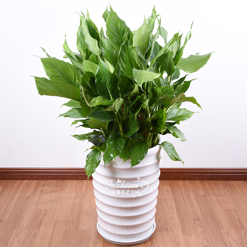 大万年青盆栽植物 杭州室内客厅大型盆景 绿植花卉吸甲醛进化空气|msdalam kategori penghantaran bunga/bunga simulasi/tumbuhan berkebun, bunga/Tumbuh-tumbuhan tumbuh-tumbuhan pasu (baru), tumbuh-tumbuhan hijau - dari Buy2taobao.com untuk memberikan perkhidmatan ejen Taobao profesional membeli