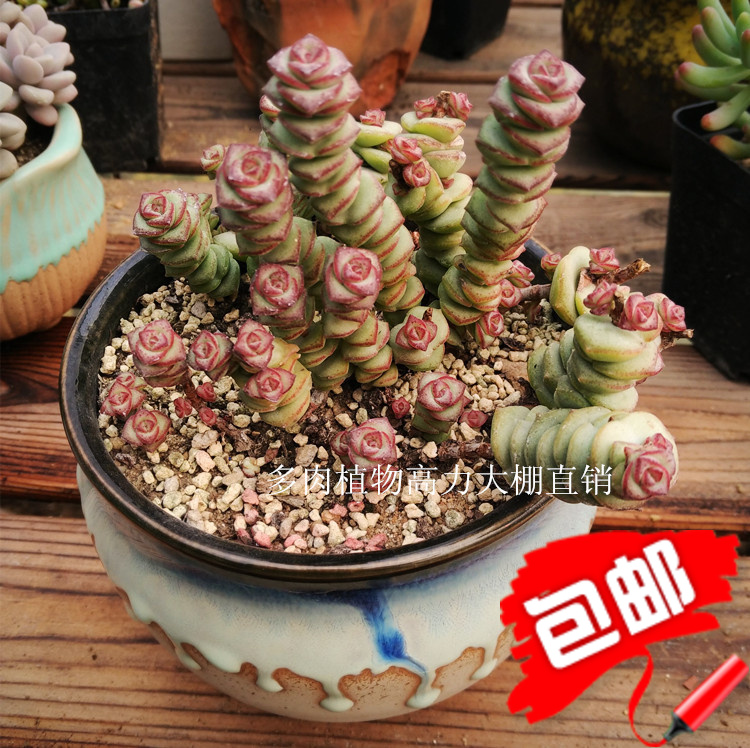 多肉植物钱串特价0.7元串钱舞乙女 大型多肉钱串子满9.9元包邮|ruв категории доставка цветов/цветок моделирования/растения садоводства, цветок/растения в горшках (новый), Суккуленты - от Buy2taobao.com для оказания профессиональной услуги покупки агента Taobao