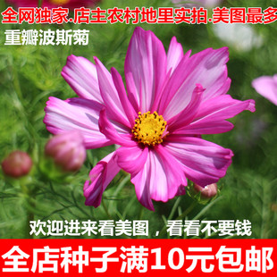 波斯菊重瓣单瓣彩条管状格桑花花种子春秋播种子春拍下客服改包邮