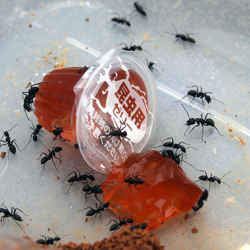 有趣生物正品 蚂蚁专用食物 黑糖果冻 既营养又方便|msdalam kategori haiwan peliharaan/makanan haiwan dan bekalan, Reptilia/Serangga dan bekalan Ming, Reptilia/Serangga makanan Ming - dari Buy2taobao.com untuk memberikan perkhidmatan ejen Taobao profesional membeli