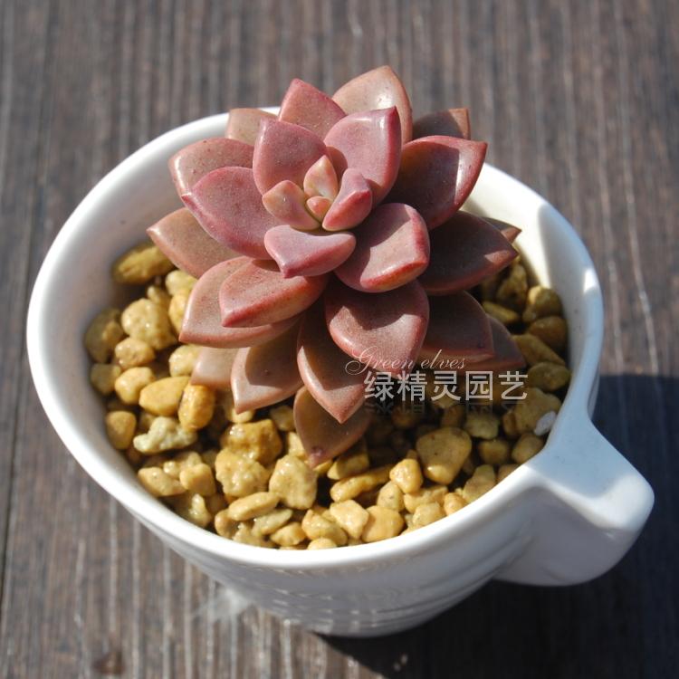 姬胧月单株价格 露养 表面有斑,慎拍在类目 鲜花速递/花卉仿真/绿植园艺, 花卉/绿植盆栽(新), 绿植中 - 来自Buy2taobao.com提供专业的淘宝代购服务