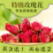 上下架计划:【天天特价】玫瑰花茶叶养颜花草茶特级无硫山东平阴干玫瑰花60g