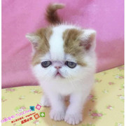 加菲猫宠物猫活体纯种加菲幼猫幼崽，加菲猫活体幼猫红白加菲弟弟e