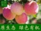 上下架计划:丰县大沙河红富士苹果非栖霞陕西阿克苏江浙沪特价批发10斤包邮