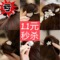 上下架计划:韩版蝴蝶结头绳头花 韩国发饰发圈发带发夹发卡头发饰品 女头饰