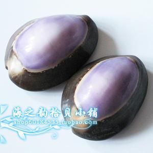 天然紫星宝螺 2.5-3cm 鱼缸地台收藏礼品婚庆拍摄道具海螺贝壳在类目 家居饰品, 创意饰品, 海螺/贝壳/珊瑚中 - 来自Buy2taobao.com提供专业的淘宝代购服务