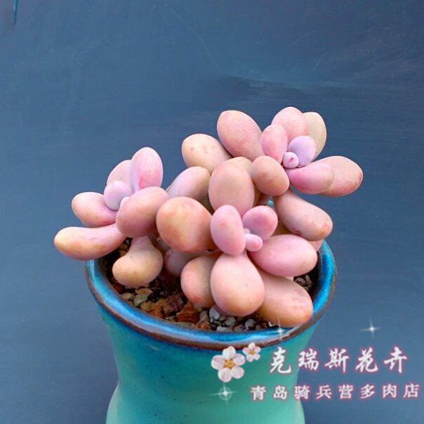 实拍拍 多肉植物 桃之卵 桃蛋 粉色系 可爱肉肉 花卉绿植肉肉在类目 鲜花速递/花卉仿真/绿植园艺, 花卉/绿植盆栽(新), 多肉植物中 - 来自Buy2taobao.com提供专业的淘宝代购服务