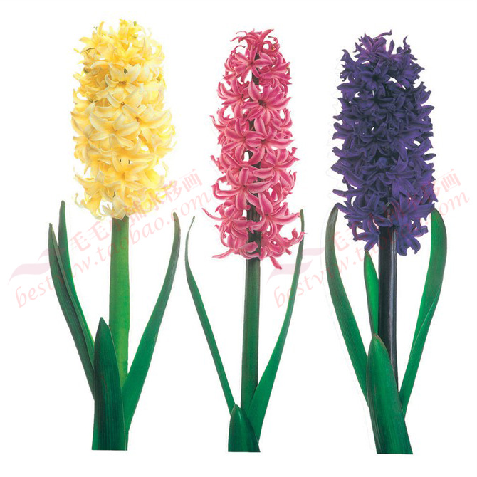 No.: 65-29 flower flowers and plants Water transfer painting Decorative stickers kitchen Bathroom tiles Refrigerator sticker Water transferin the Home accessories , Decorative painting , Modern decorative painting category - from Buy2taobao.com to provide professional Taobao agent buy service