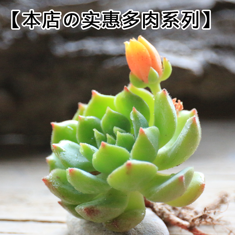 Z【黑王子】多肉植物 景天科 盆栽花卉  状态好 清新语绿植