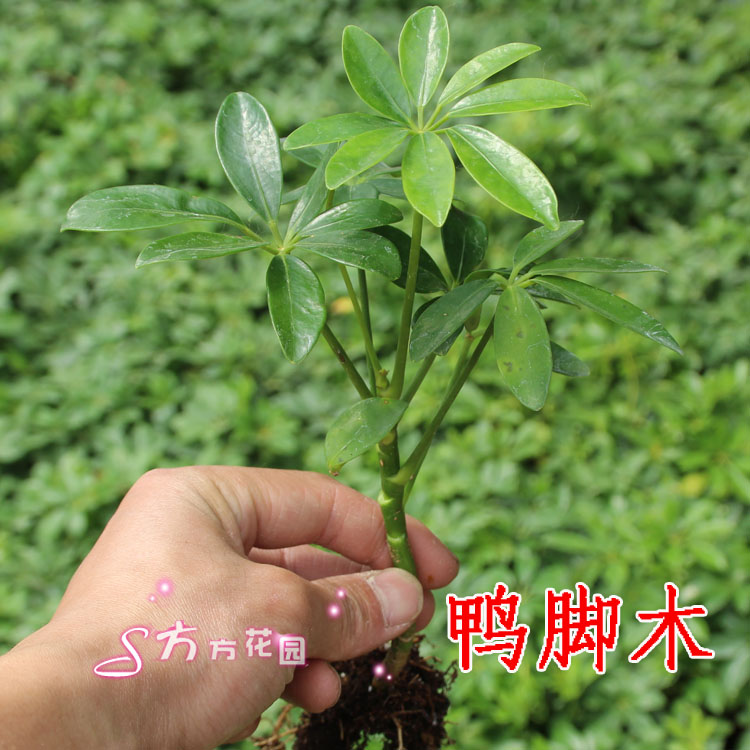 Houseplants Potted plant Wood duck feet Xiaomiao 2 Yuan balcony Flowering plantsin the Flower delivery/Flowers simulation/Plants gardening , Flowers/Potted plants (New) , Plants category - from Buy2taobao.com to provide professional Taobao agent buy service