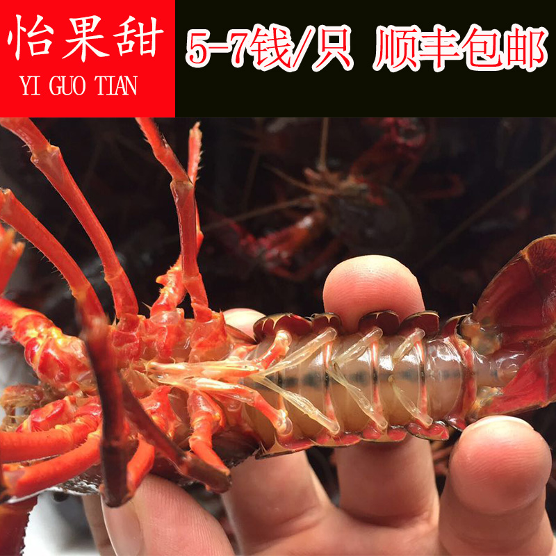 清水小龙虾鲜活567钱5大号3斤装小龙虾活体50批发顺丰非麻辣熟食在类目 水产肉类/新鲜蔬果/熟食, 海鲜/水产品/制品, 虾类, 活虾中 - 来自Buy2taobao.com提供专业的淘宝代购服务
