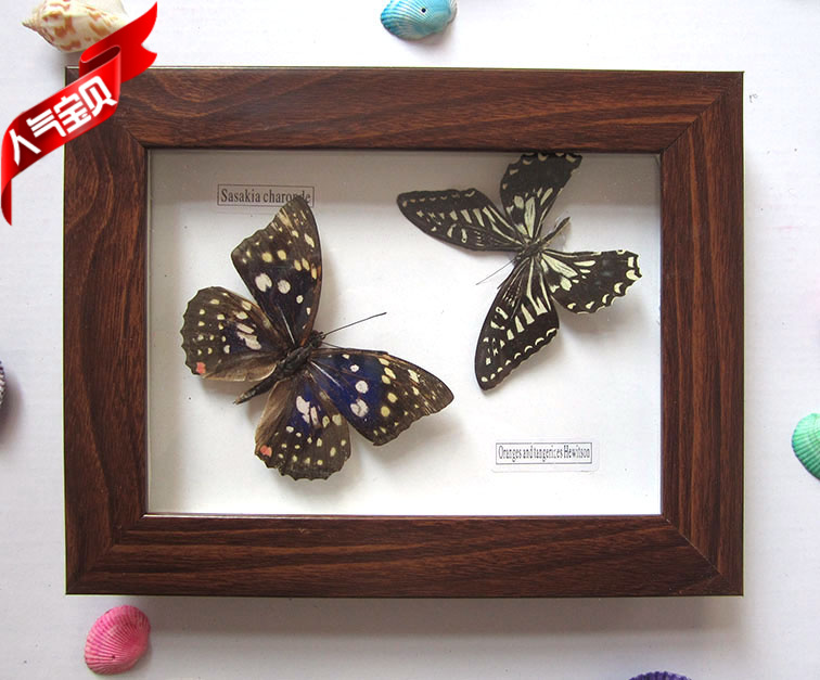 Really Butterfly Insect specimens Photo frame Home Decoration technology decorate Wall paintings Wood 7-inch Framein the Home accessories , Frame/Frames category - from Buy2taobao.com to provide professional Taobao agent buy service