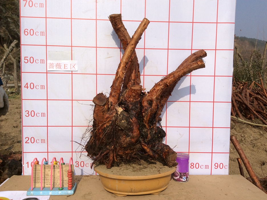 蔷薇下山桩 蔷薇嫁接 蔷薇树桩 月季砧木 野生蔷