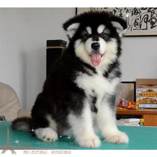 纯种活体巨型阿拉斯加雪橇犬幼犬，烟灰色桃脸熊版巨大阿拉斯加62p