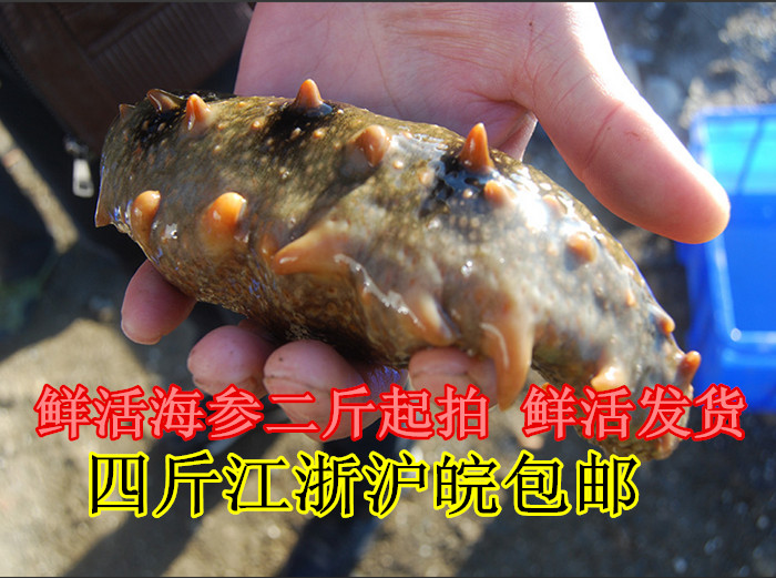 连云港特产 活海参 特价促销海鲜鲜活野生刺参4斤江浙沪包邮|msdalam kategori daging perikanan/Buah-buahan segar dan sayur-sayuran/dimasak, makanan laut/produk akuatik/produk, gamat - dari Buy2taobao.com untuk memberikan perkhidmatan ejen Taobao profesional membeli