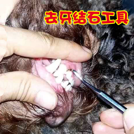 Pets Tartar tool Dogs Tartar Cleaning Tools In addition to calculus Tartar Toothpaste 15 element/branchin the Pet/Pet food and supplies , Cat/Dog grooming cleaning supplies , Teeth category - from Buy2taobao.com to provide professional Taobao agent buy service