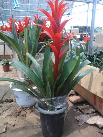 千禧星凤梨鸿运当头 乔迁开业送礼防辐射吸甲