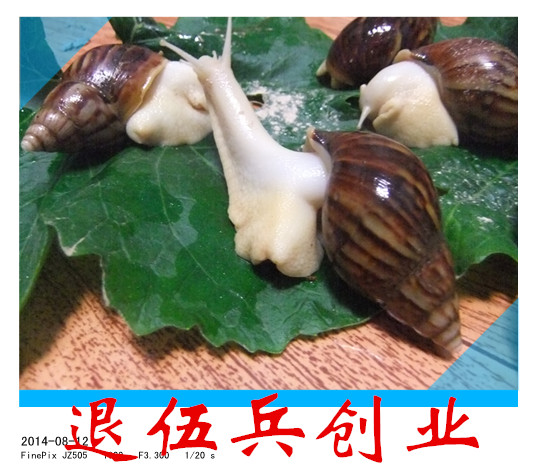 白玉蜗牛/另类爬虫/临产宠物蜗牛/种牛/教学专用/宠物活体异宠|ruв категории животное/Животное питание и принадлежностей, других домашних животных, других домашних животных - от Buy2taobao.com для оказания профессиональной услуги покупки агента Taobao