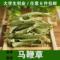 上下架计划:进口马鞭草茶 马鞭草 柠檬草迷迭香三草茶消水肿瘦25克/6-8件包邮