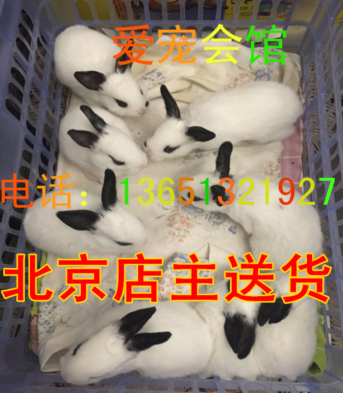Own breeding 50 Extremely big Panda Bunny living thing Mini Pets Bunny Dutch rabbit Living creaturesin the Pet/Pet food and supplies , Rabbits and supplies , Rabbit category - from Buy2taobao.com to provide professional Taobao agent buy service