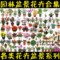 上下架计划:园林景观设计素材PSD高清花卉植物盆景效果图后期室内室外PS鲜花