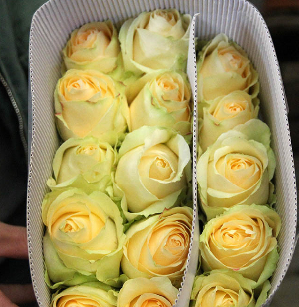 Cut Rose seedlings Green plant flowers and plants Botany courtyard balcony Potted plant rose Rose Mitao Snow 10000in the Flower delivery/Flowers simulation/Plants gardening , Flowers/Potted plants (New) , Flowers category - from Buy2taobao.com to provide professional Taobao agent buy service