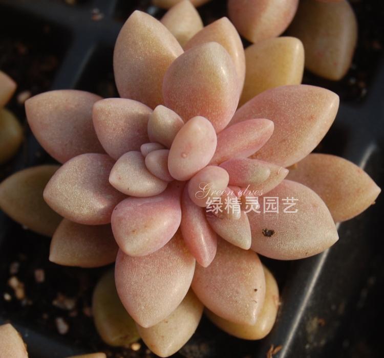 【绿精灵园艺】多肉植物 姬秋丽 袖珍品种 极易掉叶不赔,慎拍在类目 鲜花速递/花卉仿真/绿植园艺, 花卉/绿植盆栽(新), 多肉植物中 - 来自Buy2taobao.com提供专业的淘宝代购服务