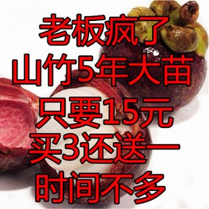 果树苗泰国山竹菠萝蜜金枕头榴莲苗 榴莲树苗