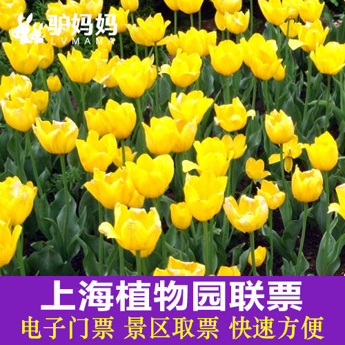 【电子票 自动发货】上海植物园联票 大门票 成人票 当天可订