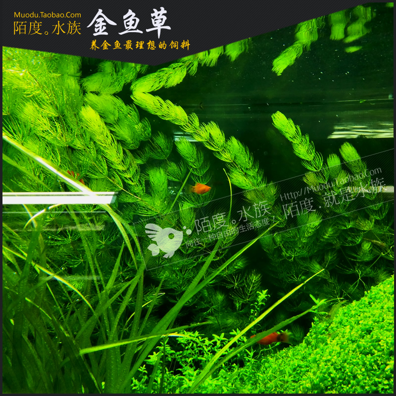 陌度水族金鱼草 观赏水晶虾繁殖躲避金鱼防饿