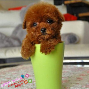 出售迷你熊宠物(熊宠物，)外国血统泰迪犬，小体玩具茶杯贵宾狗狗幼犬活体g
