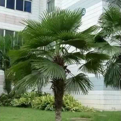 Palm trees Fan tree Lucky Tree Evergreen flowers and plants Botany Potted plant indoor courtyard suitin the Flower delivery/Flowers simulation/Plants gardening , Garden Plants/Trees/Fruit tree, Trees/Arbor category - from Buy2taobao.com to provide professional Taobao agent buy service