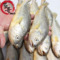 上下架计划:青岛鱼哥 深海纯野生新鲜小黄花鱼黄鱼海鲜水产鱼类满包邮
