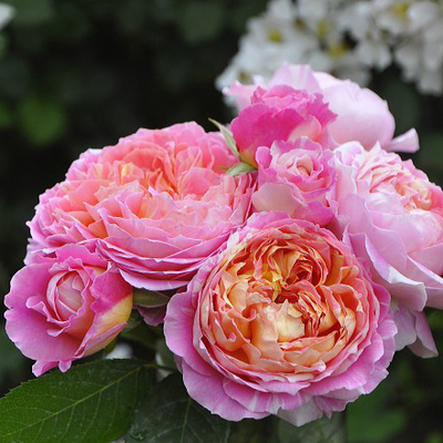 【竹山月季园】莫奈 月季花  多季勤花条纹品种