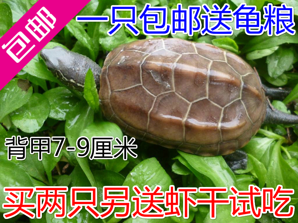 【包邮】山龟7-9cm中华草龟金线乌龟墨龟冷水龟陆龟活体乌龟招财在类目 宠物/宠物食品及用品, 水族世界, 龟/鳖中 - 来自Buy2taobao.com提供专业的淘宝代购服务