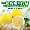 四川安岳黄柠檬一级果尤力克5斤装 新鲜现摘当季水果15到30个