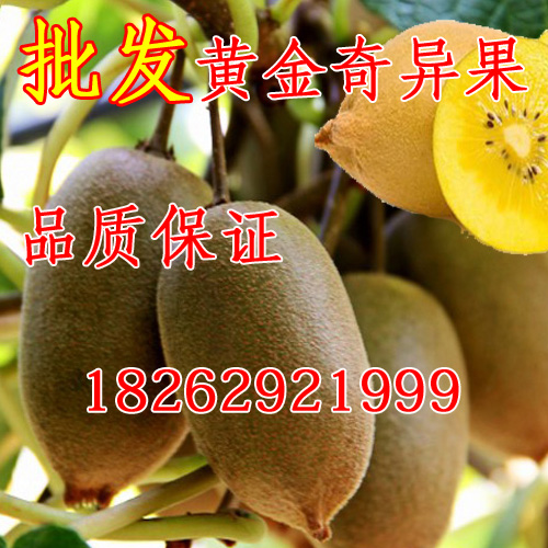 Fruit tree seedlings wholesale Kiwi Sapling New Zealand Gold fruit Kiwi Kiwi Yellow Heart Kiwi Golden Agein the Flower delivery/Flowers simulation/Plants gardening , Garden plants/Trees wood/Fruit tree category - from Buy2taobao.com to provide professional Taobao agent buy service